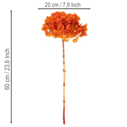 Hortensia, konserveret og farvet, stor blomst med lang stilk, 60 cm | Floristik24.dk
