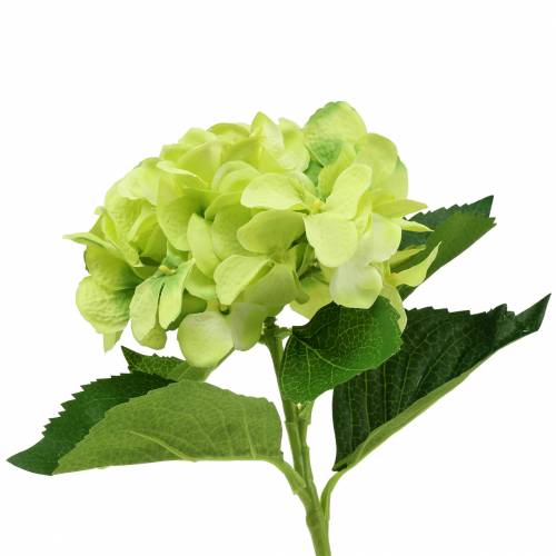 Floristik24 Hortensia grøn 54cm