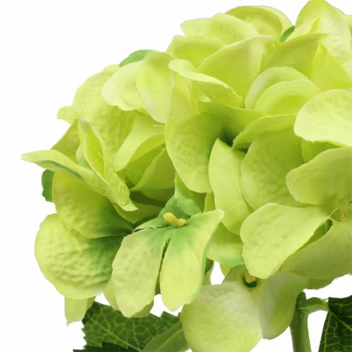 Floristik24 Hortensia grøn 54cm