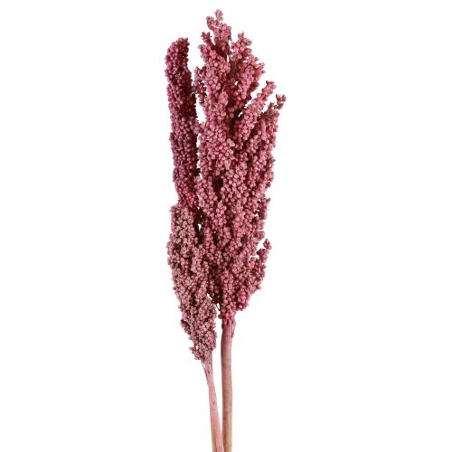 Floristik24 Indian Corn Tørrede Blomster Indian Corn Pink 75cm 3 stk
