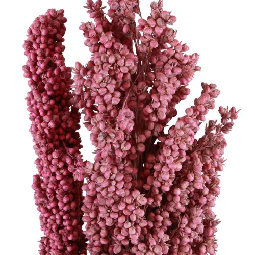 Floristik24 Indian Corn Tørrede Blomster Indian Corn Pink 75cm 3 stk