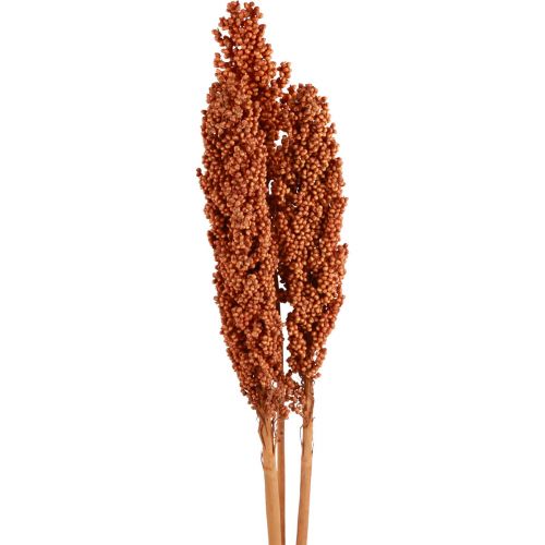 Floristik24 Indian Corn Tørrede Blomster Indian Corn Orange 72cm 3 stk