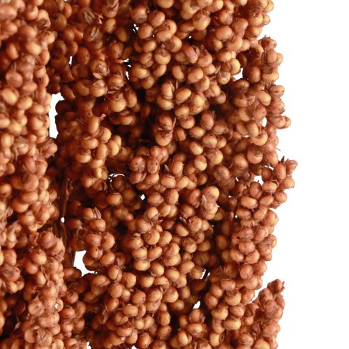 Floristik24 Indian Corn Tørrede Blomster Indian Corn Orange 72cm 3 stk