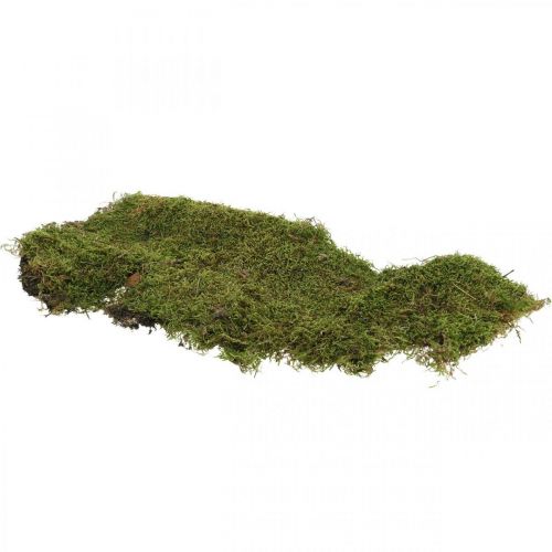 Indisk mos skov mosgrøn natur 2kg