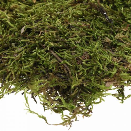 Artikel Indisk mos skov mosgrøn natur 2kg