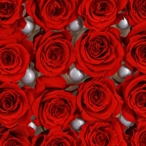 Floristik24 Infinity Roses Ægte Blomster Mini Rosenhoveder Røde Ø3cm 16 stk