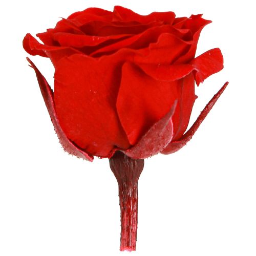 Floristik24 Infinity Roses Ægte Blomster Mini Rosenhoveder Røde Ø3cm 16 stk