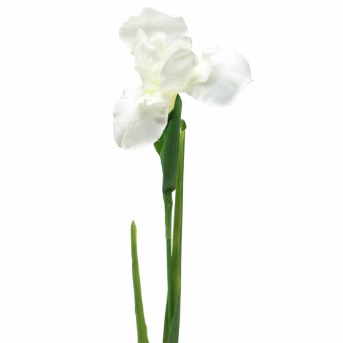 Floristik24 Iris kunstigt hvid 78 cm