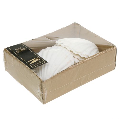 Floristik24 Kammusling Hvid 15 stk