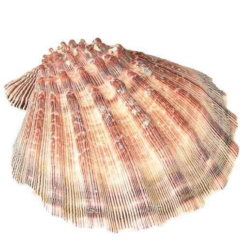 Artikel Ægte kammuslinger naturel – maritim flair naturel 1 kg