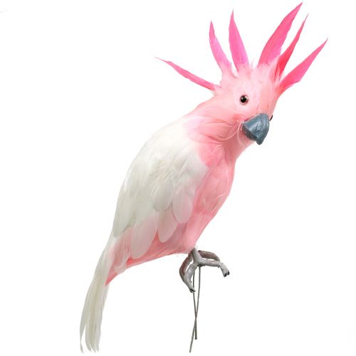 Floristik24 Dekorativ cockatoo pink 32cm