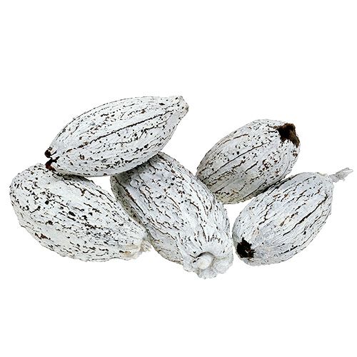 Floristik24 Kakaofrugter hvidkalkede 15 stk