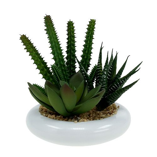 Floristik24 Kaktusser i potte Ø12cm 1 stk