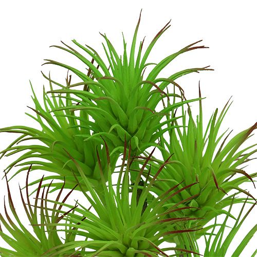 Floristik24 Kaktusgrene 20cm lysegrøn 3stk