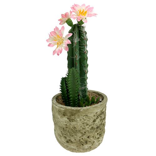 Floristik24 Kaktus i en gryde med blomsterrosa H 21cm