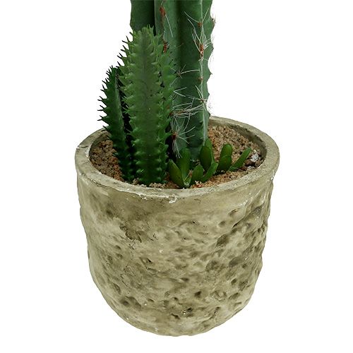 Floristik24 Kaktus i en gryde med blomsterrosa H 21cm