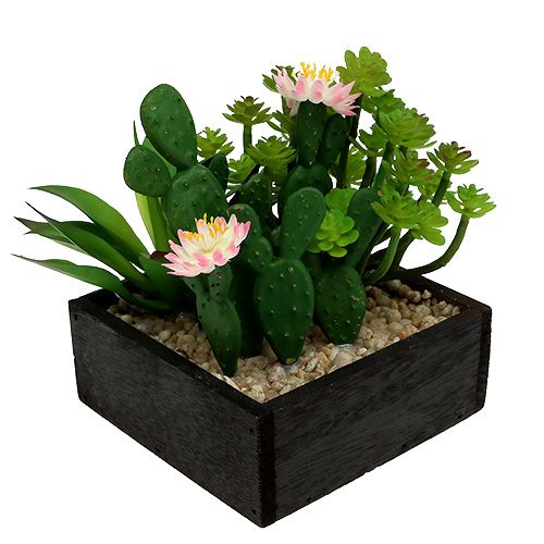 Floristik24 Kaktus med blomst 14cm i trækasse