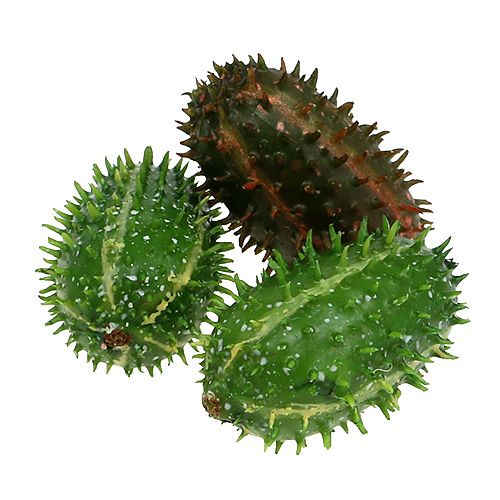 Figenkaktus 5cm grønbrun 6stk