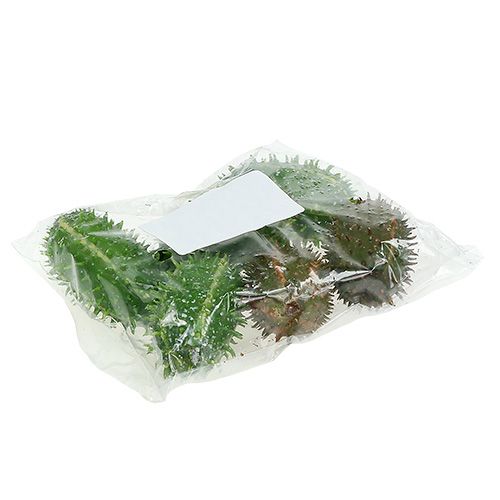 Floristik24 Figenkaktus 5cm grønbrun 6stk