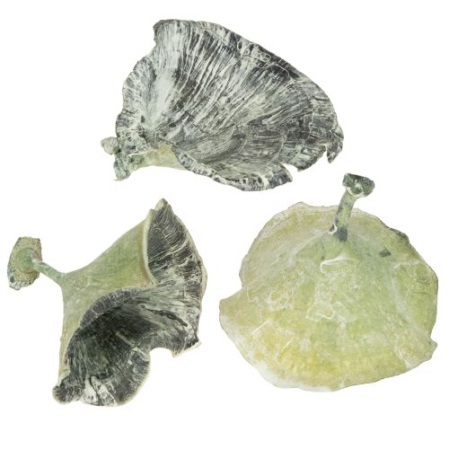 Floristik24 Kalix Champignon Grøn, Hvidvasket 100 stk