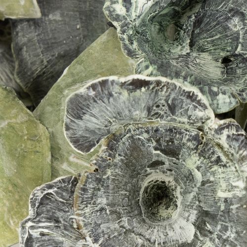 Artikel Kalix Champignon Grøn, Hvidvasket 100 stk