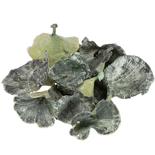 Artikel Kalix Champignon Grøn, Hvidvasket 100 stk