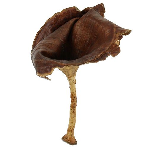 Artikel Kalix Svamp Naturlakeret 100 stk