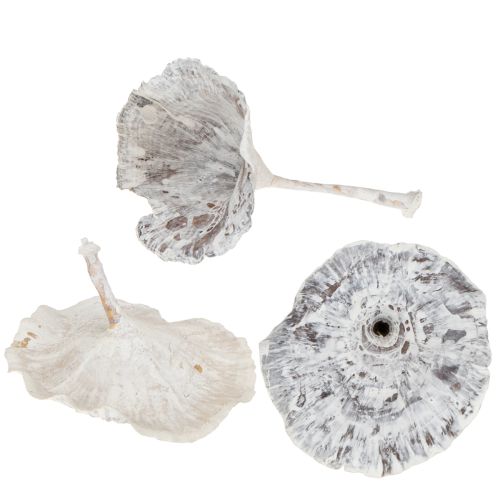 Floristik24 Kalix Champignon Hvidvasket 100 stk