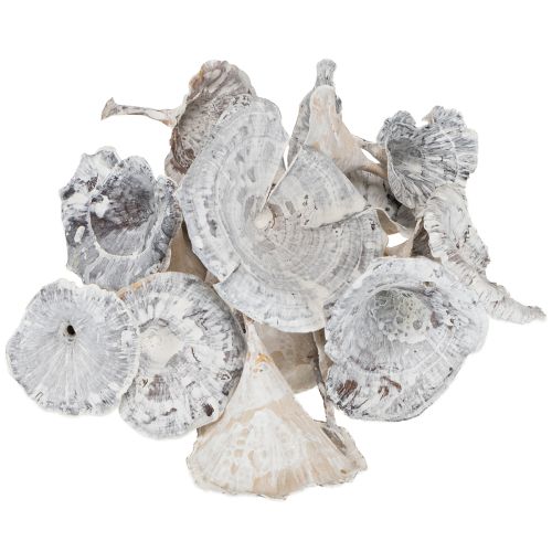 Artikel Kalix Champignon Hvidvasket 100 stk