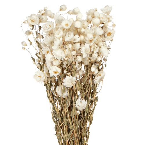 Artikel Kamille tørrede blomster Dekoration Blomster Hvidt bundt 65cm 50g