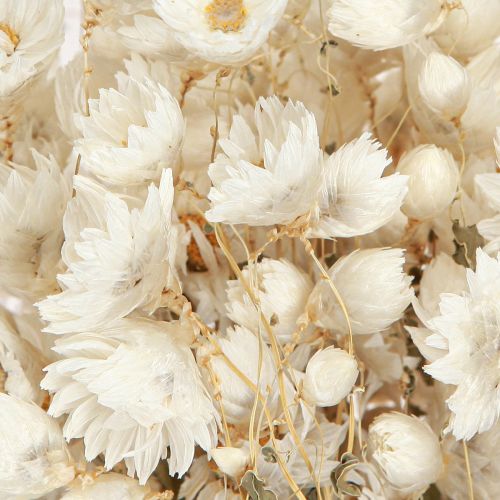 Artikel Kamille tørrede blomster Dekoration Blomster Hvidt bundt 65cm 50g