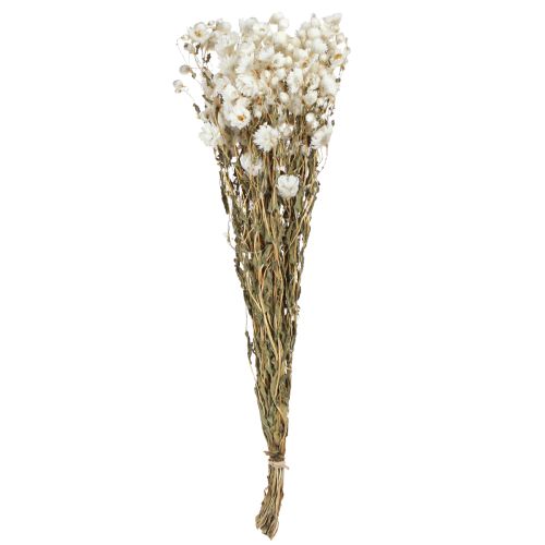 Artikel Kamille tørrede blomster Dekoration Blomster Hvidt bundt 65cm 50g