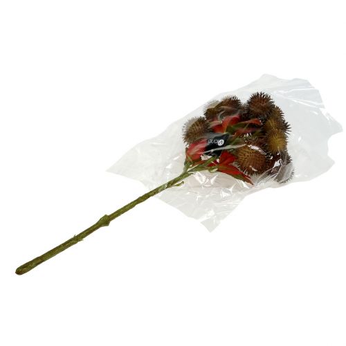 Floristik24 Kastanjeflad brun 32cm