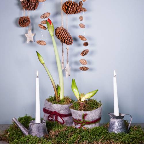 Floristik24 Lysestagekande antik look H12/9cm 2stk