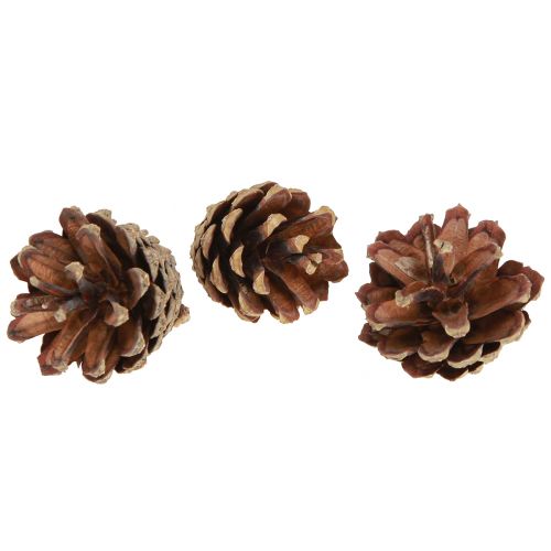 Fyrrekogler dekorative kogler naturel 4-5cm 250g