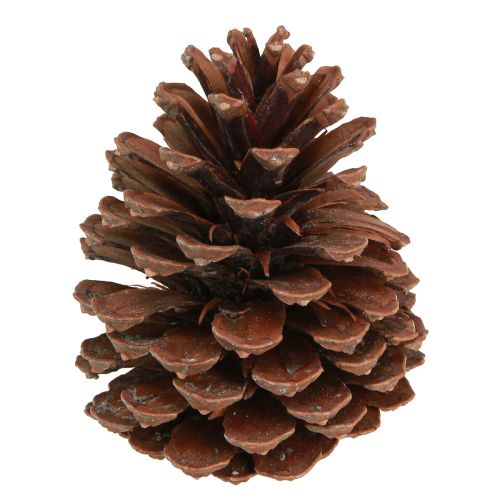 Fyrrekogler Pinus Maritima maritime fyrrekogler dekoration 12-13cm 3 stk.