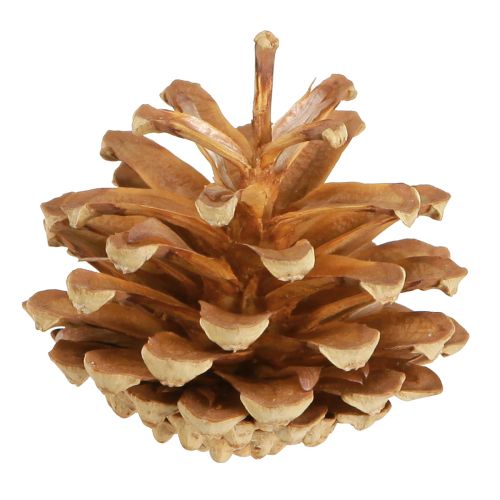 Artikel Kogler Skovfyr Pinus sylvestris H3–5cm 1kg