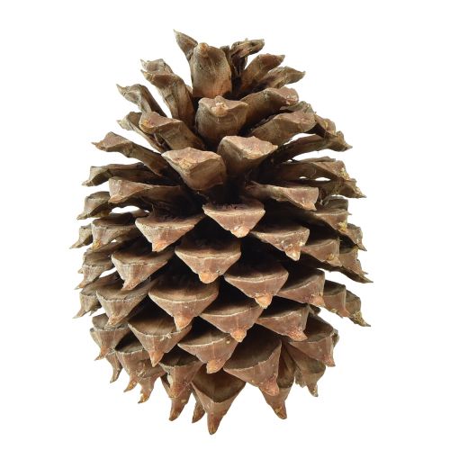 Artikel Fyrrekogler Coulter fyr natur Ø13cm H18cm 1 stk