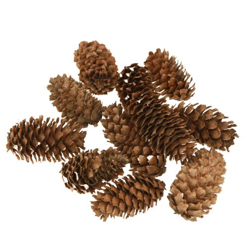 Floristik24 Små skarntydekogler dekorative naturlige kogler advent 3-4 cm 100 g