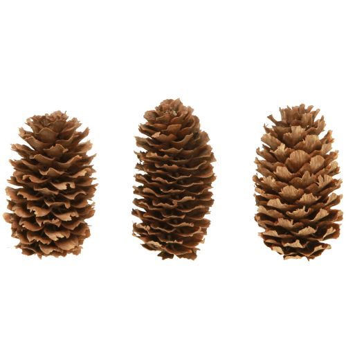 Floristik24 Små skarntydekogler dekorative naturlige kogler advent 3-4 cm 100 g