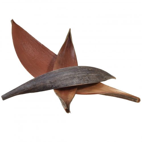 Artikel Kokosskaller kokosblade naturlige tørrede 22cm - 42cm 25 stk.