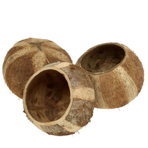 Floristik24 Kokosskal naturel 5 stk