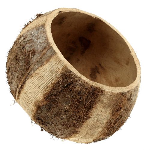 Floristik24 Kokosskal naturel 5 stk