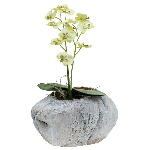 Floristik24 Plante kokosnød Hvid 16cm x 22cm H14cm