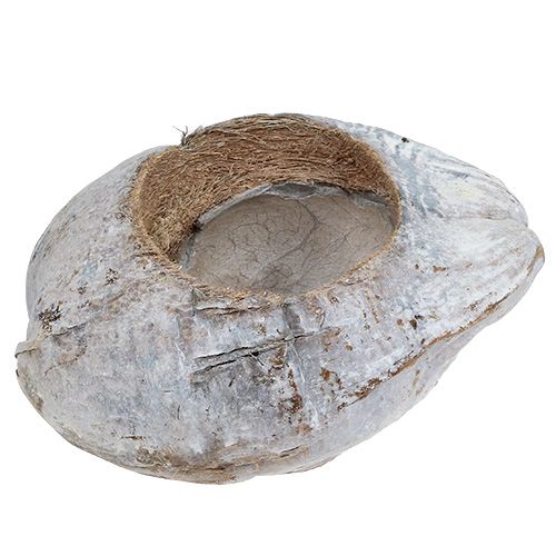 Floristik24 Plante kokosnød Hvid 16cm x 22cm H14cm
