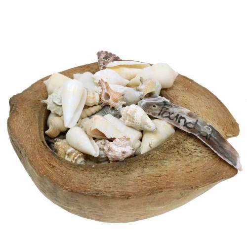 Floristik24 South Sea dekoration kokosnød med muslinger 20cm 250g