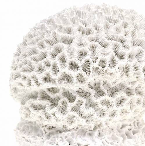 Artikel Maritime Deco Coral Gips Hvid Ø10cm 2stk