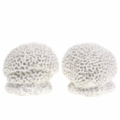 Floristik24 Maritime Deco Coral Gips Hvid Ø10cm 2stk