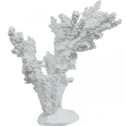 Floristik24 Maritim dekoration koralhvid kunstig dekorationsstand 11×12cm