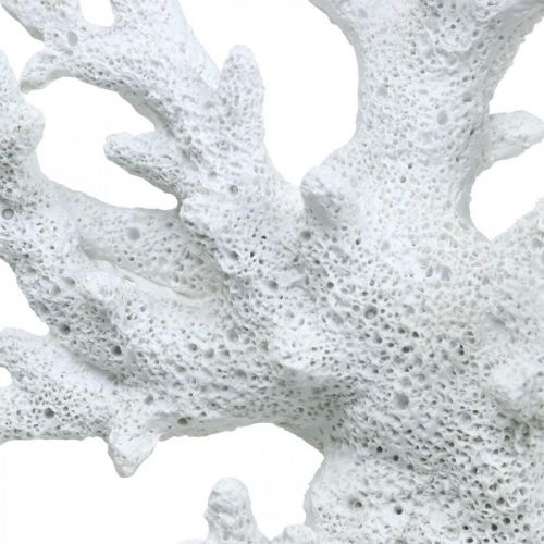Floristik24 Maritim dekoration koralhvid sommerdekoration 14,5×14,5cm